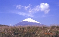 s-富士山（ススキ）2m.jpg