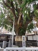 s-櫛田神社イチョウDSC03373.jpg