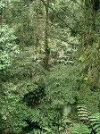 s-熱帯林.jpg